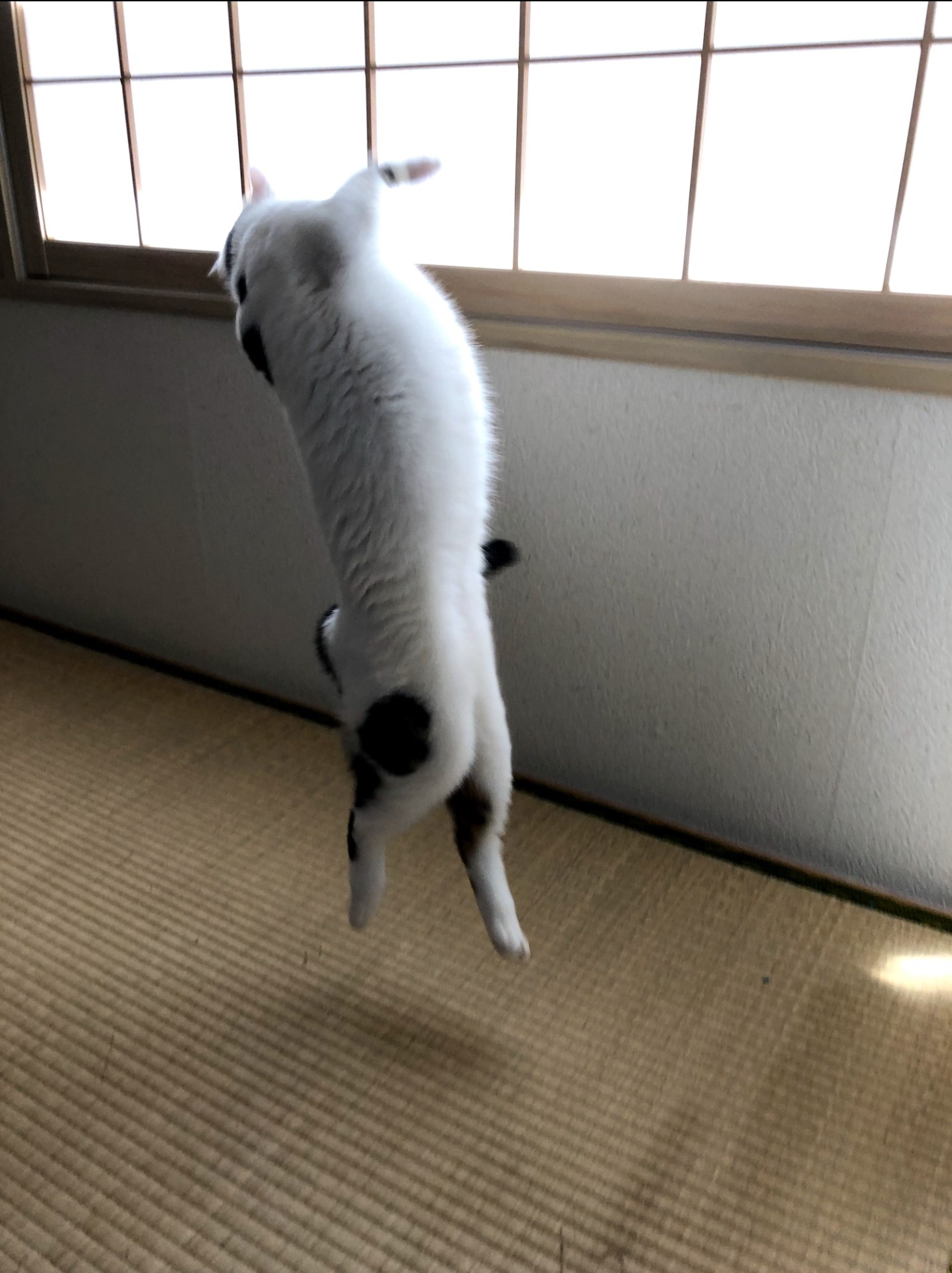 ねこねこねこねこねこねっこ！！ | T.U.C.GROUP ファイヤーボールズ